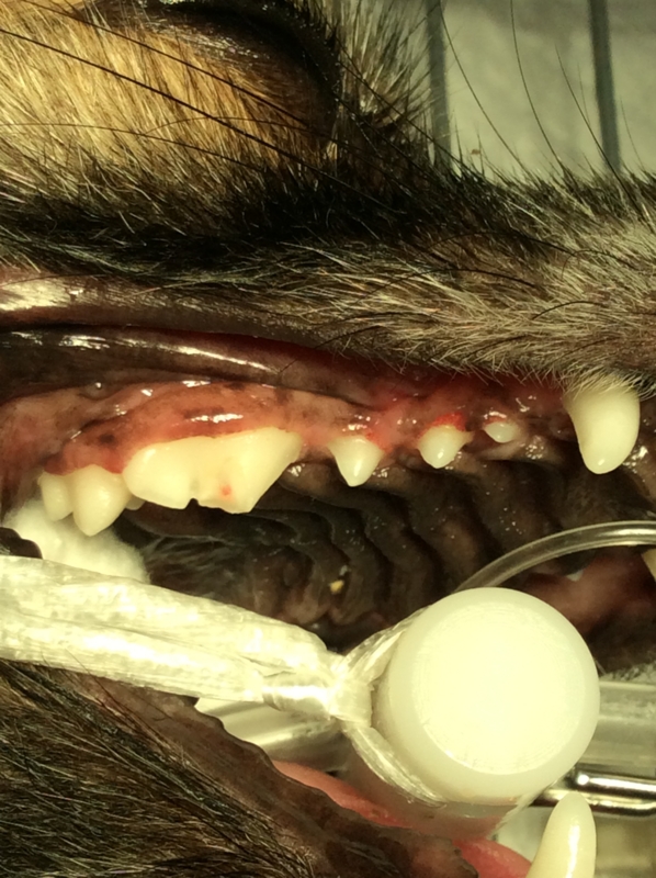 f:id:minvet2007:20151205130904j:image
