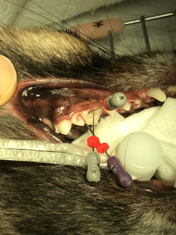 f:id:minvet2007:20151205132354j:image
