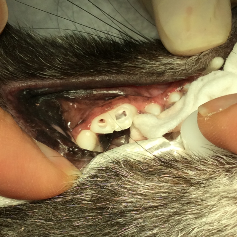f:id:minvet2007:20151205134959j:image