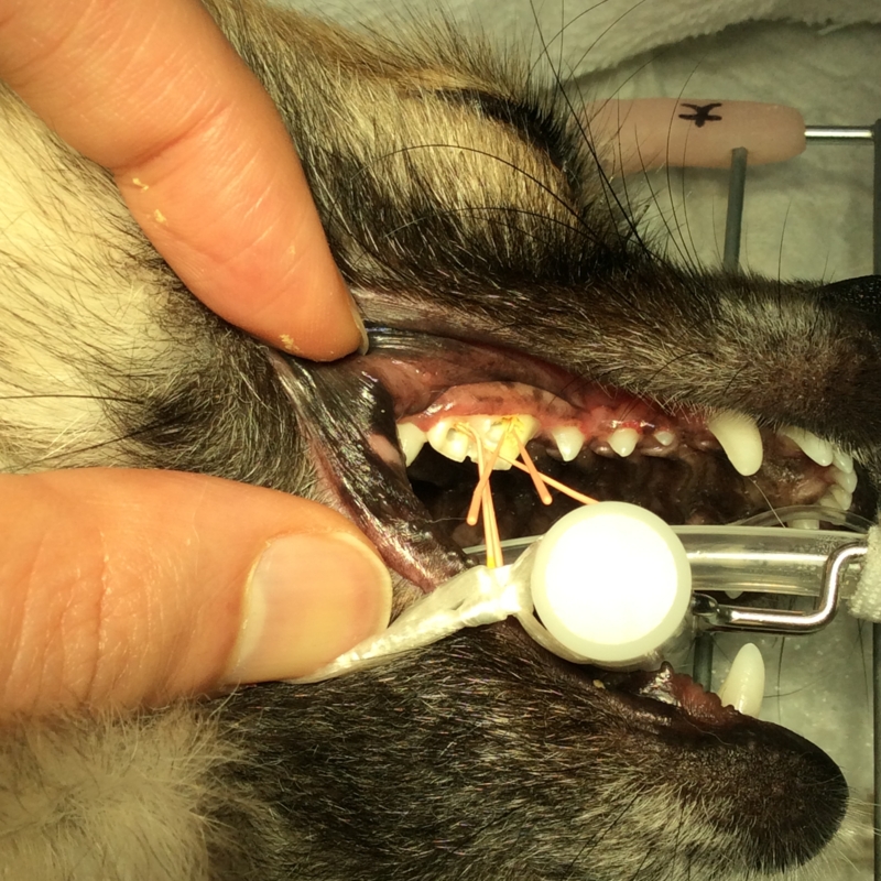 f:id:minvet2007:20151205141823j:image