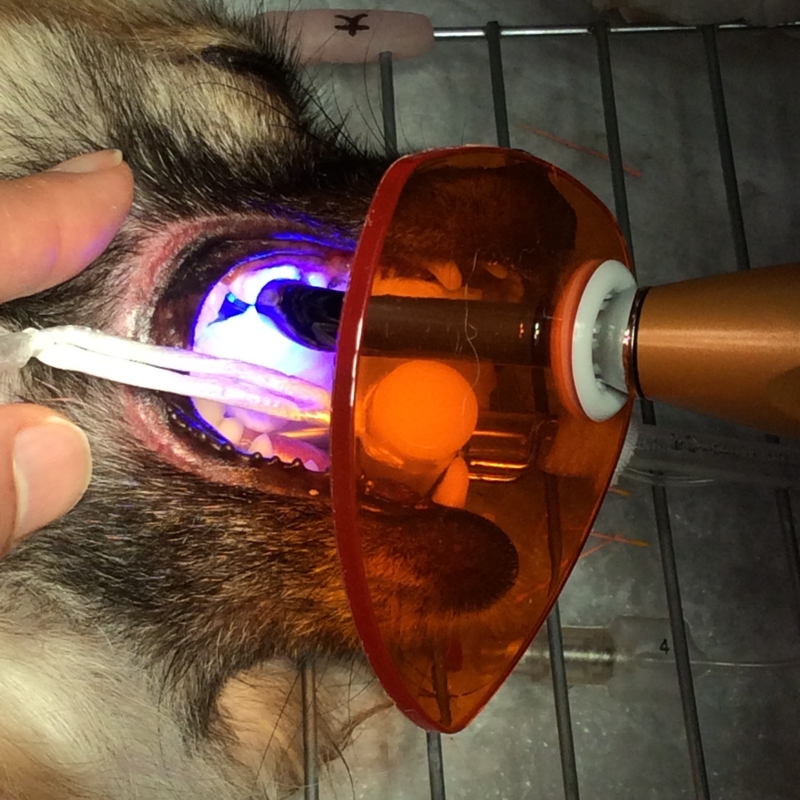 f:id:minvet2007:20151205142421j:image