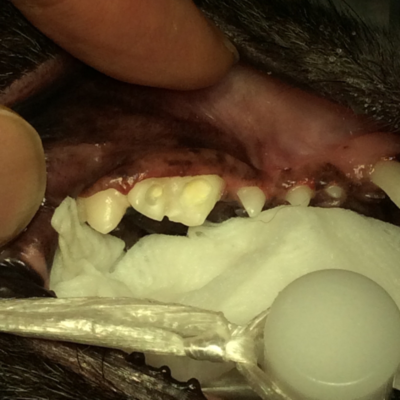 f:id:minvet2007:20151205142732j:image