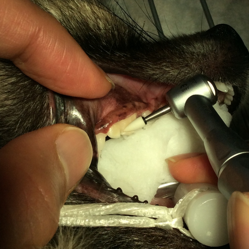 f:id:minvet2007:20151205144030j:image