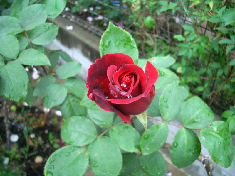 f:id:mio20100501:20100711211233j:image f:id:mio20100501:20100711211233j:image