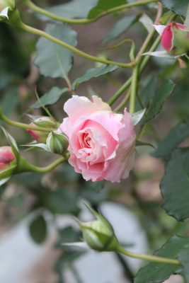 f:id:mio20100501:20101124155027j:image:right