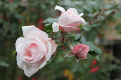 f:id:mio20100501:20101124155120j:image