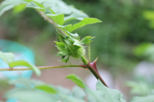 f:id:mio20100501:20110511112742j:image:left