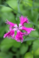 f:id:mio20100501:20110527085452j:image:medium:right