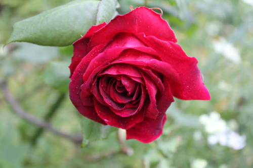 f:id:mio20100501:20110530072540j:image:w360