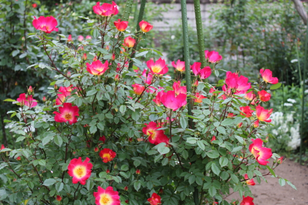 f:id:mio20100501:20110530073042j:image:w360:left f:id:mio20100501:20110530073042j:image:w360:left