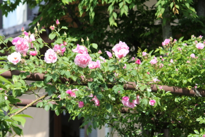 f:id:mio20100501:20110531082727j:image:w360:right