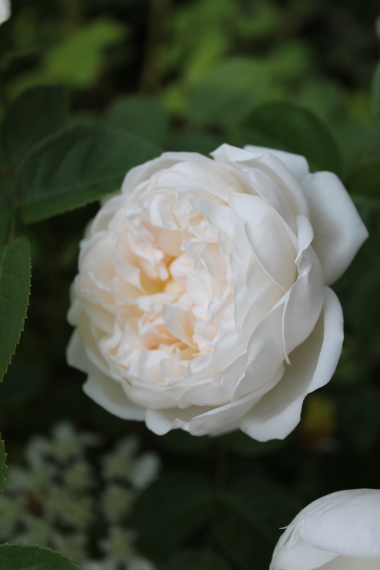 f:id:mio20100501:20110605094336j:image:w360:left f:id:mio20100501:20110605094336j:image:w360:left