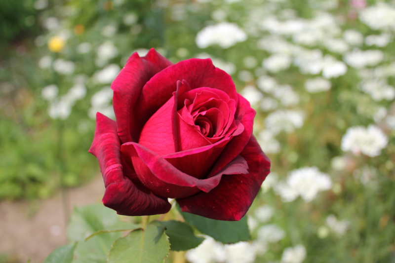f:id:mio20100501:20110605094613j:image:w360:left f:id:mio20100501:20110605094613j:image:w360:left