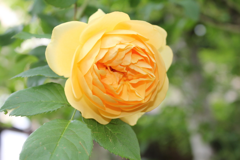f:id:mio20100501:20110605095728j:image:w360:left f:id:mio20100501:20110605095728j:image:w360:left