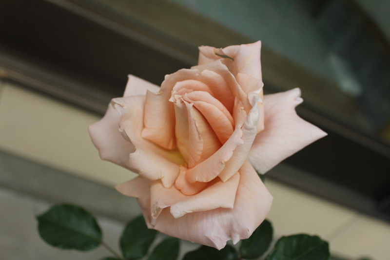 f:id:mio20100501:20110605101256j:image:w360:left f:id:mio20100501:20110605101256j:image:w360:left