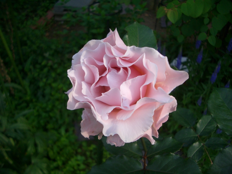 f:id:mio20100501:20110607061042j:image:w360:left f:id:mio20100501:20110607061042j:image:w360:left