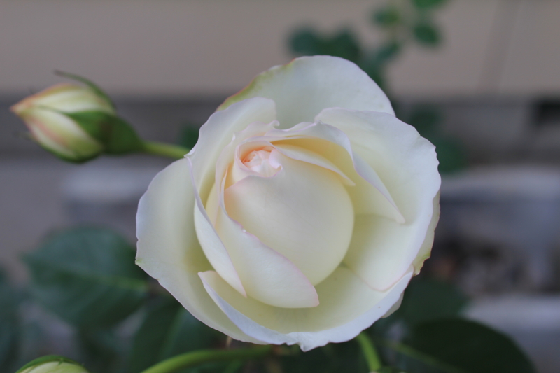 f:id:mio20100501:20110609162005j:image:w360:left f:id:mio20100501:20110609162005j:image:w360:left