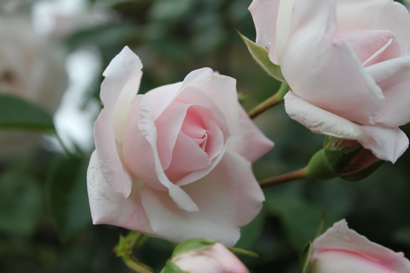 f:id:mio20100501:20110617162456j:image:w640