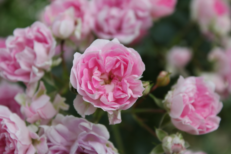 f:id:mio20100501:20110617162854j:image:w640 f:id:mio20100501:20110617162854j:image:w640
