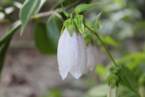 f:id:mio20100501:20110619175123j:image:w360:left