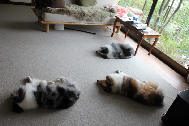 f:id:mio20100501:20111002085355j:image:w360:left