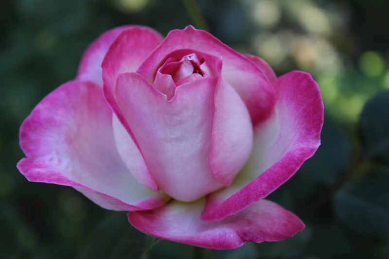 f:id:mio20100501:20111019153833j:image:w640