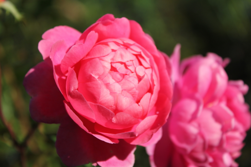 f:id:mio20100501:20111019154239j:image:w360:right