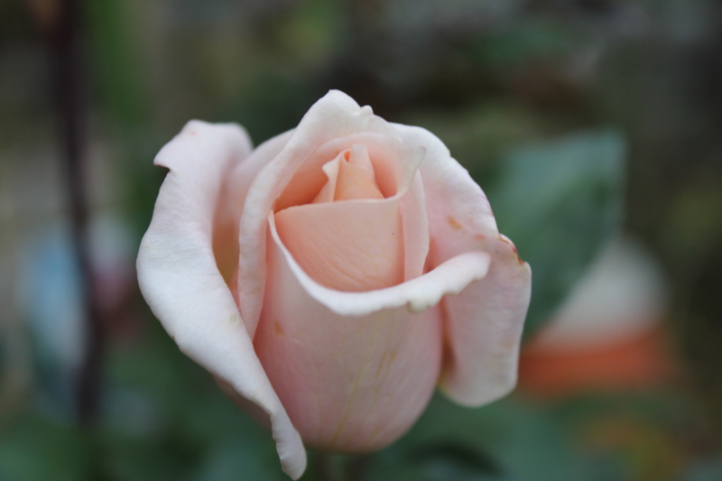 f:id:mio20100501:20111117160817j:image:w360:left