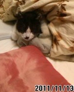 f:id:mio20100501:20111126132455j:image:w360:left f:id:mio20100501:20111126132455j:image:w360:left