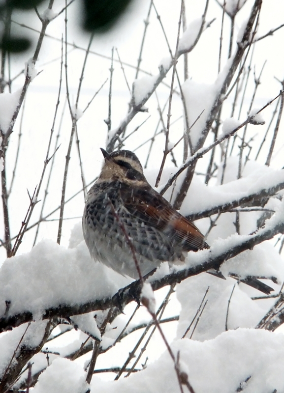 f:id:mio20100501:20120125113708j:image:w360:left