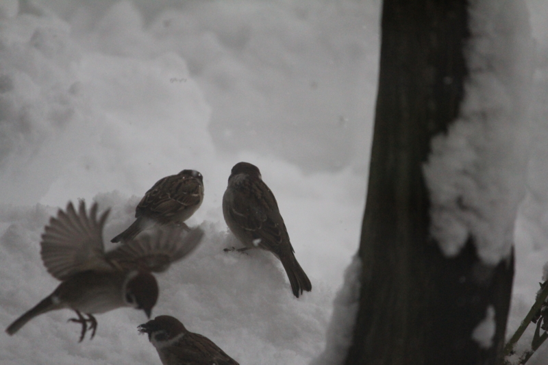 f:id:mio20100501:20120125154204j:image:w360:left