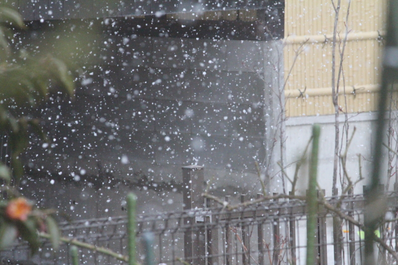f:id:mio20100501:20120406143217j:image:w360:left f:id:mio20100501:20120406143217j:image:w360:left