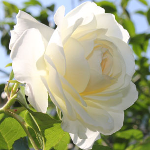 f:id:mio20100501:20120527075811j:image:w360:left