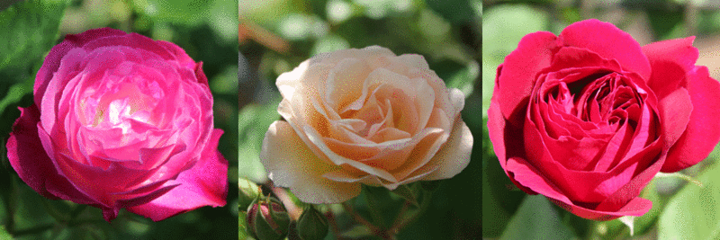 f:id:mio20100501:20120527103447g:image:w640