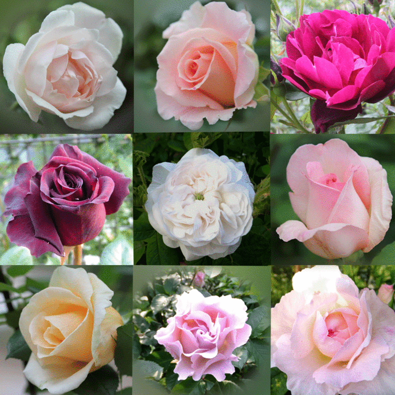 f:id:mio20100501:20120529102401g:image:w640 f:id:mio20100501:20120529102401g:image:w640