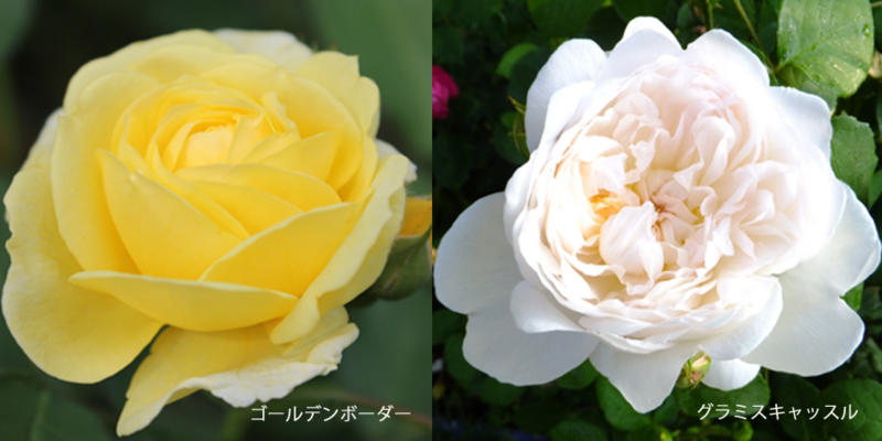 f:id:mio20100501:20120603043512j:image:w640