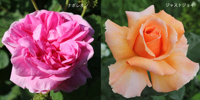 f:id:mio20100501:20120603083905j:image:w640:left f:id:mio20100501:20120603083905j:image:w640:left