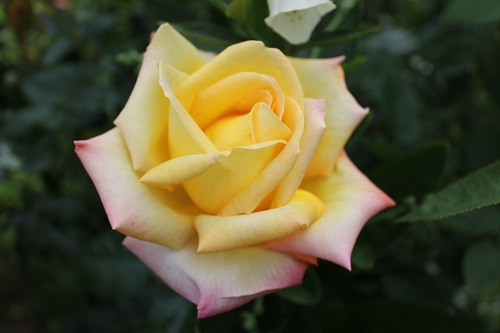 f:id:mio20100501:20120605084820j:image:w360:right f:id:mio20100501:20120605084820j:image:w360:right