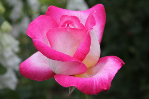 f:id:mio20100501:20120605173329j:image:w360:left f:id:mio20100501:20120605173329j:image:w360:left