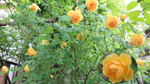 f:id:mio20100501:20120606115539j:image:w640 f:id:mio20100501:20120606115539j:image:w640