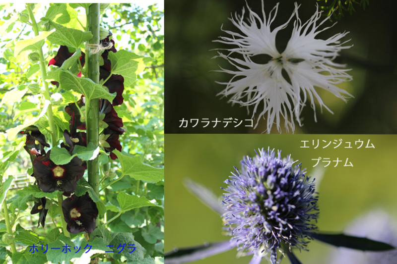 f:id:mio20100501:20120627100159j:image:w640