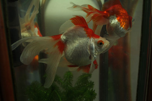 f:id:mio20100501:20120713082655j:image:w360:left f:id:mio20100501:20120713082655j:image:w360:left