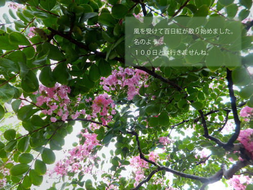 f:id:mio20100501:20120812121354j:image:w640 f:id:mio20100501:20120812121354j:image:w640