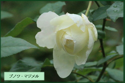 f:id:mio20100501:20121018101858j:image:w360:left