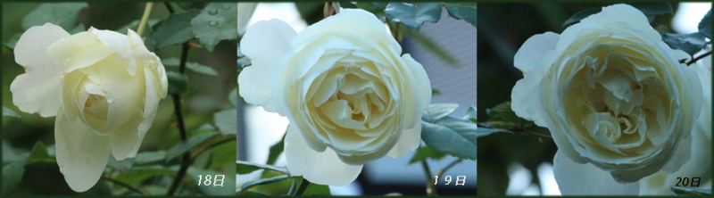 f:id:mio20100501:20121021060505j:image:w640