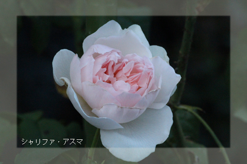 f:id:mio20100501:20121021093719j:image:w360:left
