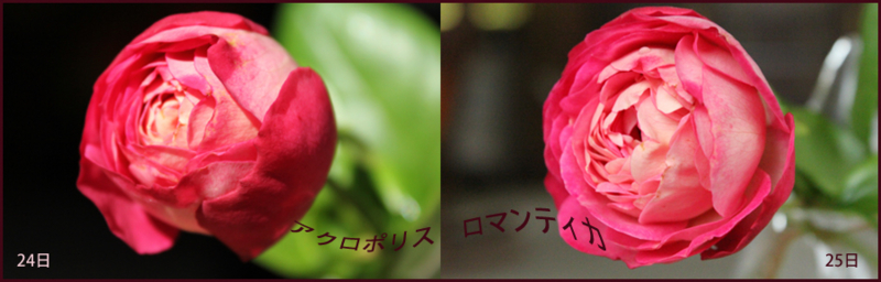 f:id:mio20100501:20121025161539j:image:w640:left