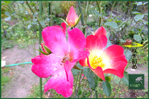 f:id:mio20100501:20121031102801j:image:w360:left