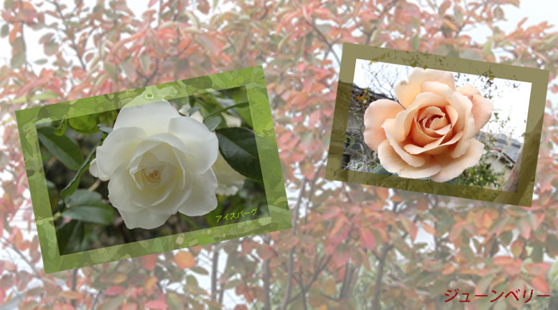f:id:mio20100501:20121109100529j:image:w640:left