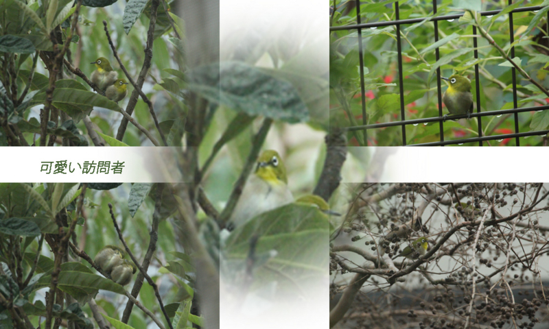 f:id:mio20100501:20121112145256j:image:w640:left